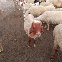۲ عدد بره ماده برای فروش