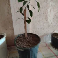 نهال پرتقال