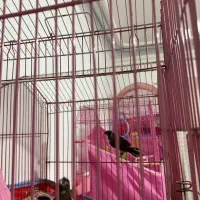 فنچ بنگالی ومرغ عشق بالغ