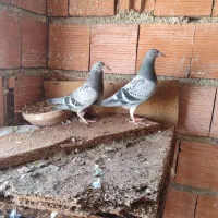 جوجه آلمانی طوقی هفت رنگ