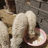 فروش بره نر و ماده