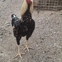 فروش مرغ و خروس