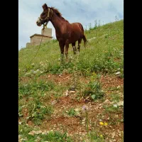 خرید و فروش اسب پالانی