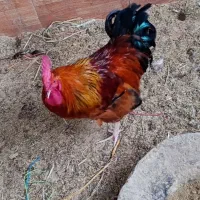 خروس محلی سرحال و تخم مرغ محلی موجوده|حیوانات مزرعه|محمودآباد, |دیوار