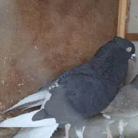 یک جفت دمسفید پرشی