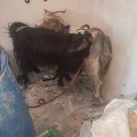 بز چاق چاق