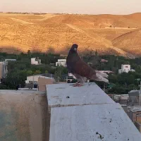 کبوتر سرور سرخ