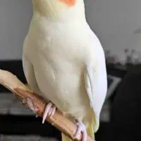 معاوضه لوازم تکواندو با عروس هلندی