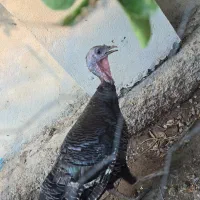 بوقلمون و مرغ و خروس