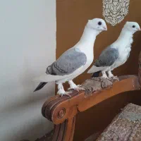 جفت بلژیکی ۴ماهه