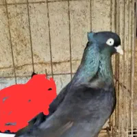 کبوتر سیاه چنگ‌ چشم سفید