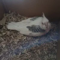 سرلاکی دوکت