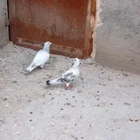 نروماده کرمانی