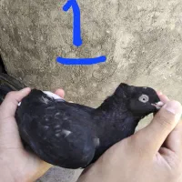کفتر
