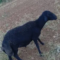 قوچ اصیل دوخرت بدون عیب وایراد