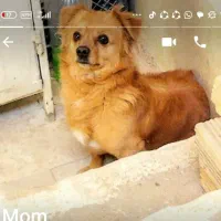 سگم پارسال گمشد