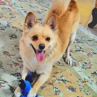 پامیر اشپیتز آلمانی نر