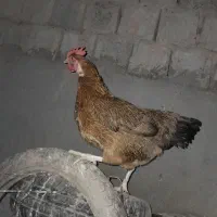 دو عدد مرغ محلی