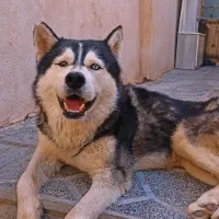سگ هاسکی معاوضه .ماهی کفتر جوجه