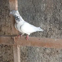 کفتر کبوتر