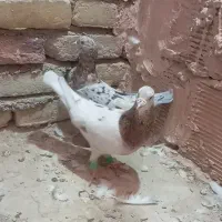 جفت هفت رنگ زرد