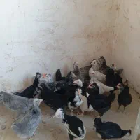 جوجه گلین اصیل فول