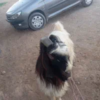 چپش
