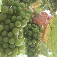 آب غوره ترش و طبیعی شهری