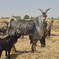 نر بز تخمی