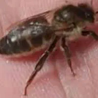 فروش ملکه های جفت خورده وباکره