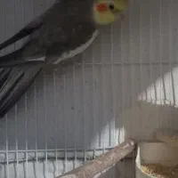عروس هلندی نر