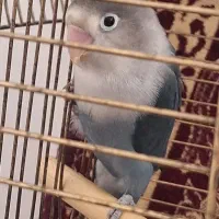 طوطی کوتوله برزیلی ماده