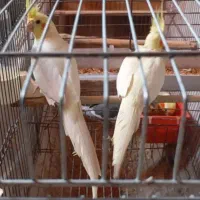 حیوان سالم و مناسب.توافقی