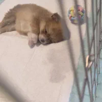 توله پامرانین