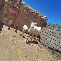 خر‌‌ زاییده