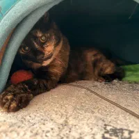 واگذاری گربه dsh ماده ۹ ماهه عقیم شده