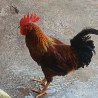 مرغ وجوجه هاش