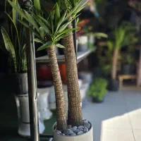 یوکا آپارتمانی