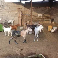 فروش بز و بزغاله