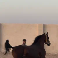 نریان دوسر
