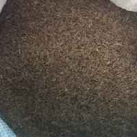 زیره کوهی کیلوی سه ملیون