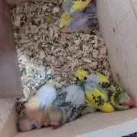 نرو ماده همراه با  ۵ تا جوجه