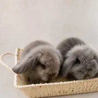 بچه خرگوش لوپ دوماهه بازیگوش دستی زیبا