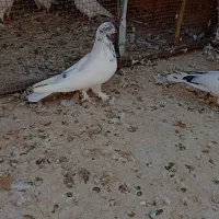 کفتر کبوتر