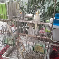 ی جفت عروس هلندی
