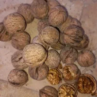 گردو با پوست امسالی ایرانی تازه