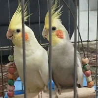 عروس هلندی