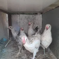 گردن لخت