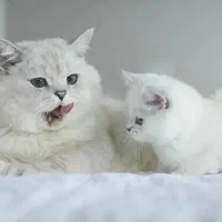 بریتیش نقره ای جان