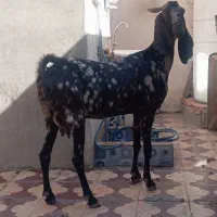 5بز پاکستانی ناب